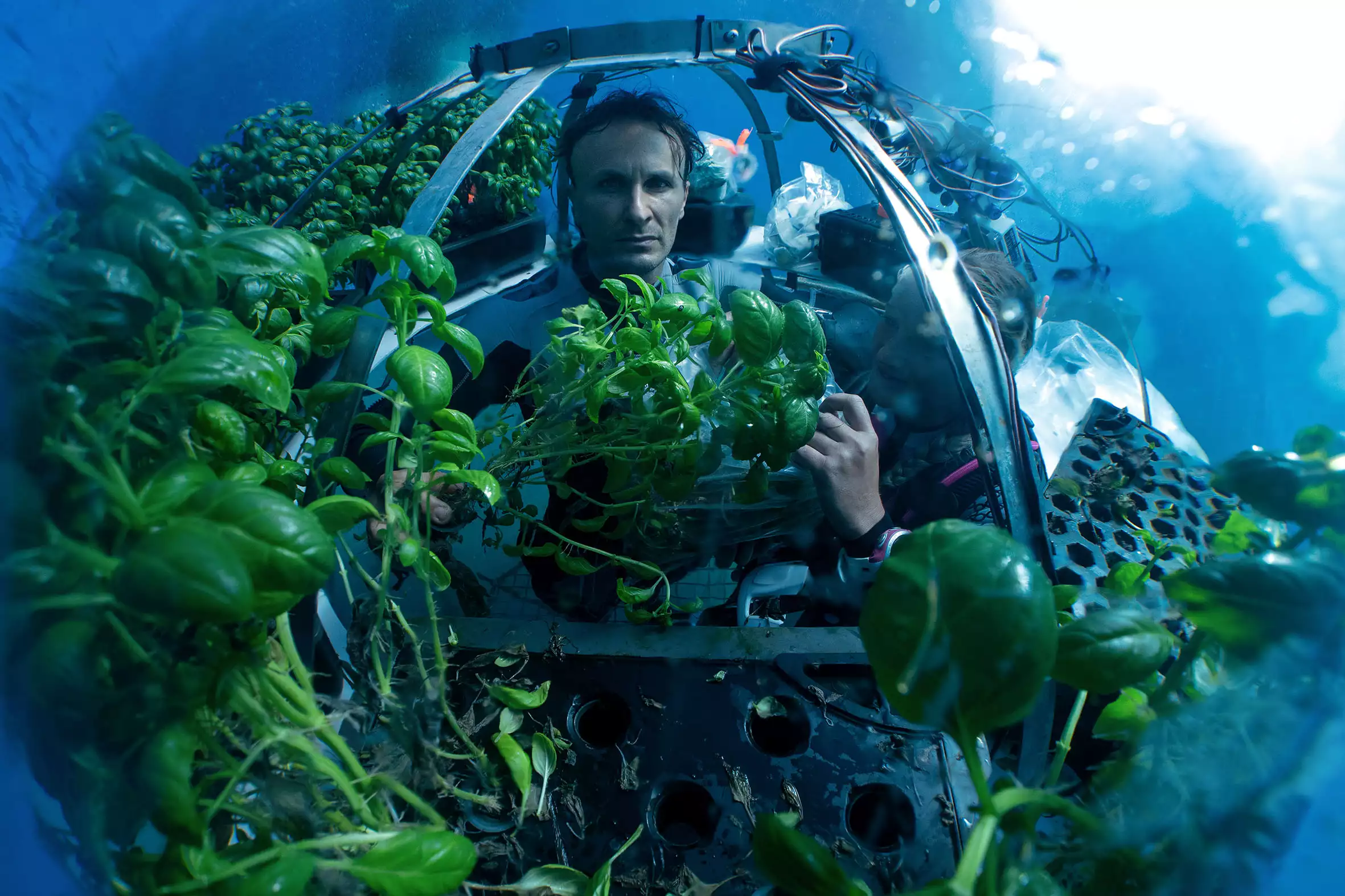 Harvest of basil inside an underwater greenhouse at Nemo's Garden