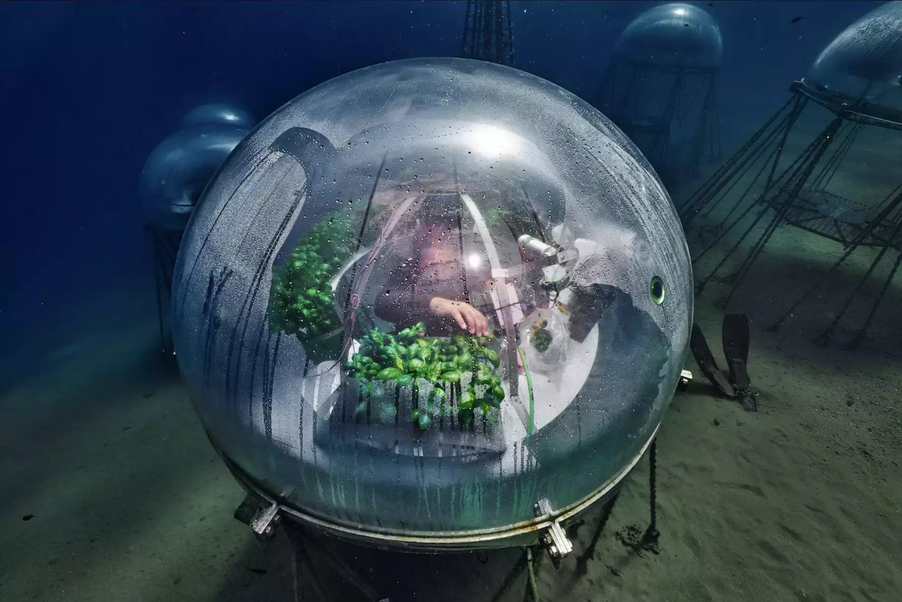 Underwater farmer cultivating basil inside a greenhouse