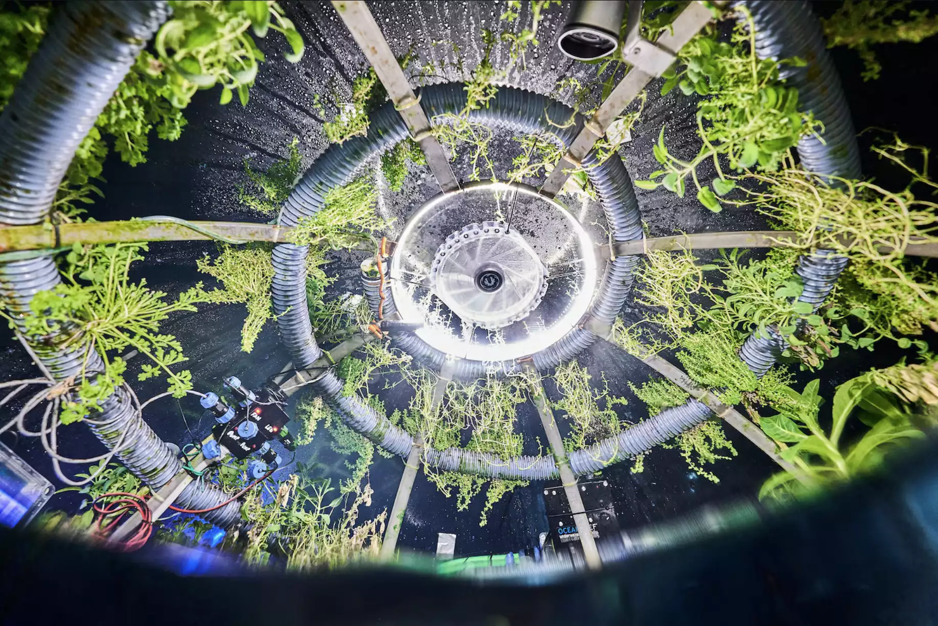 Plants growing underwater with hydroponic system.