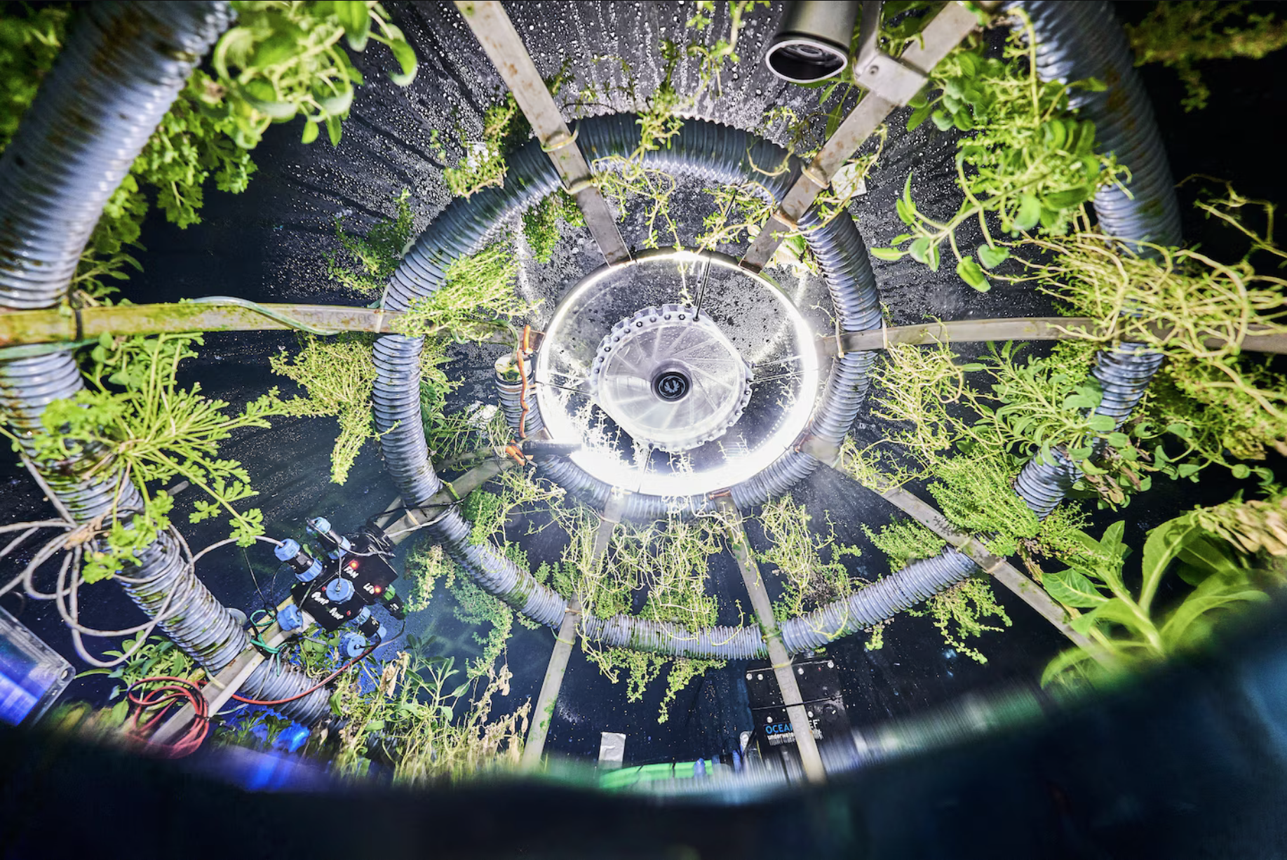 Plants growing underwater with hydroponic system.