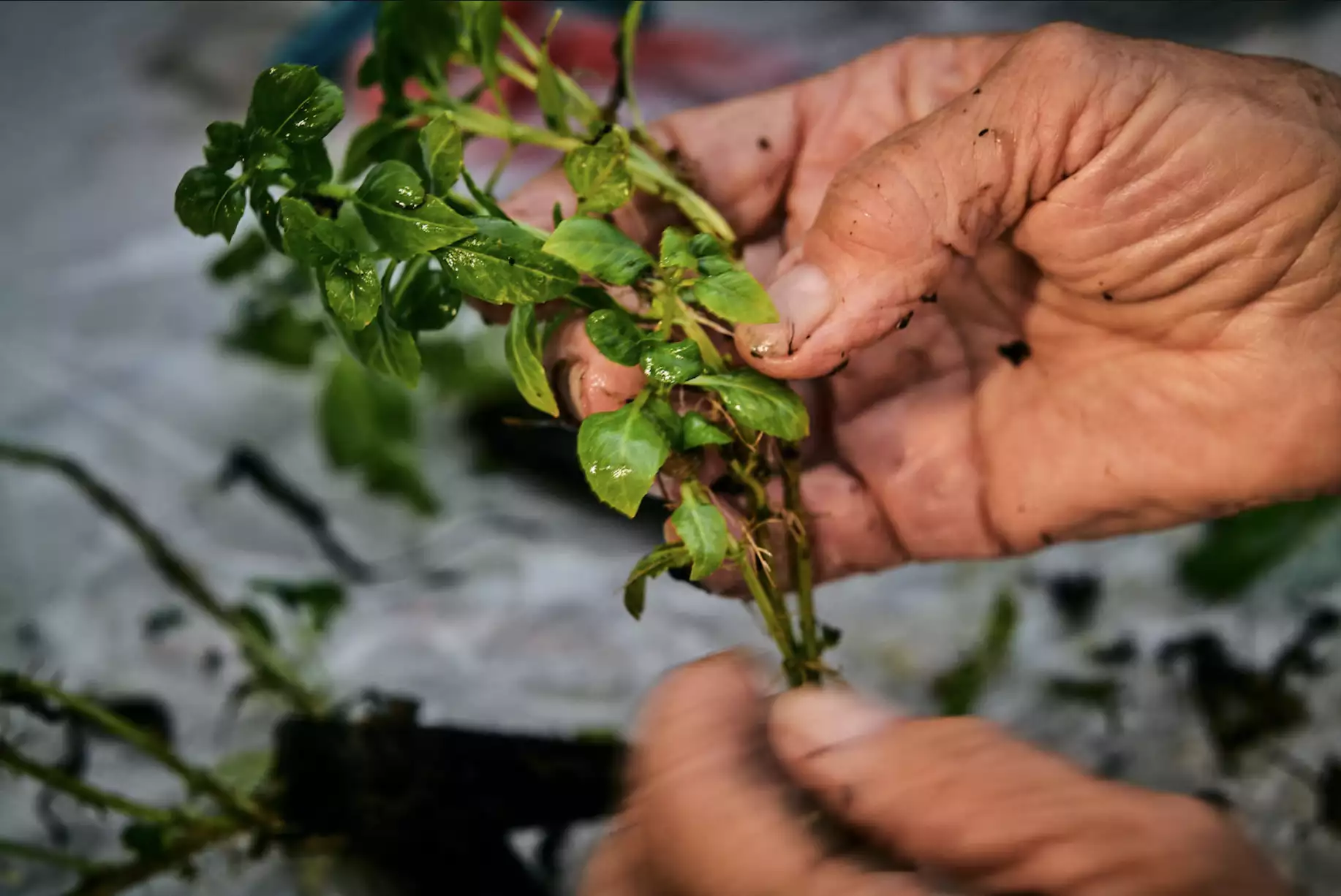 Mint harvest