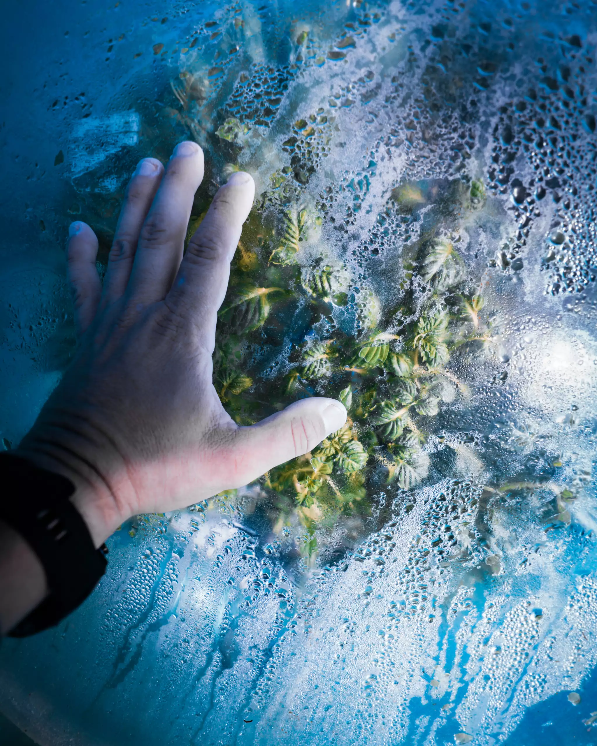 human hand touching the surface of the greenhouse with basil inside