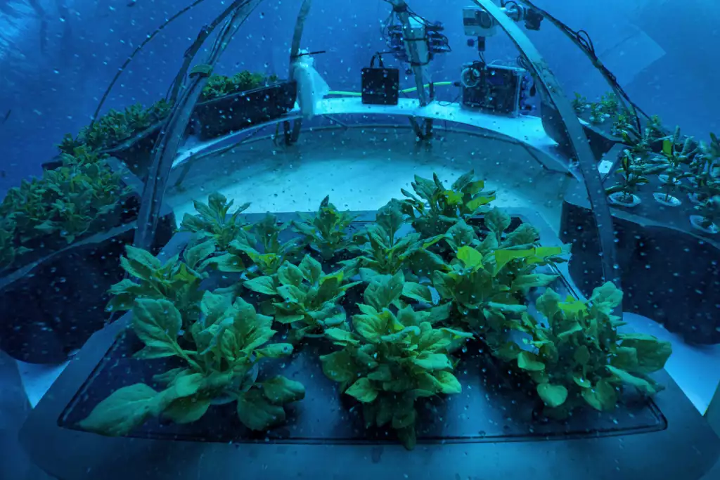 Plants growing inside underwater greenhouse