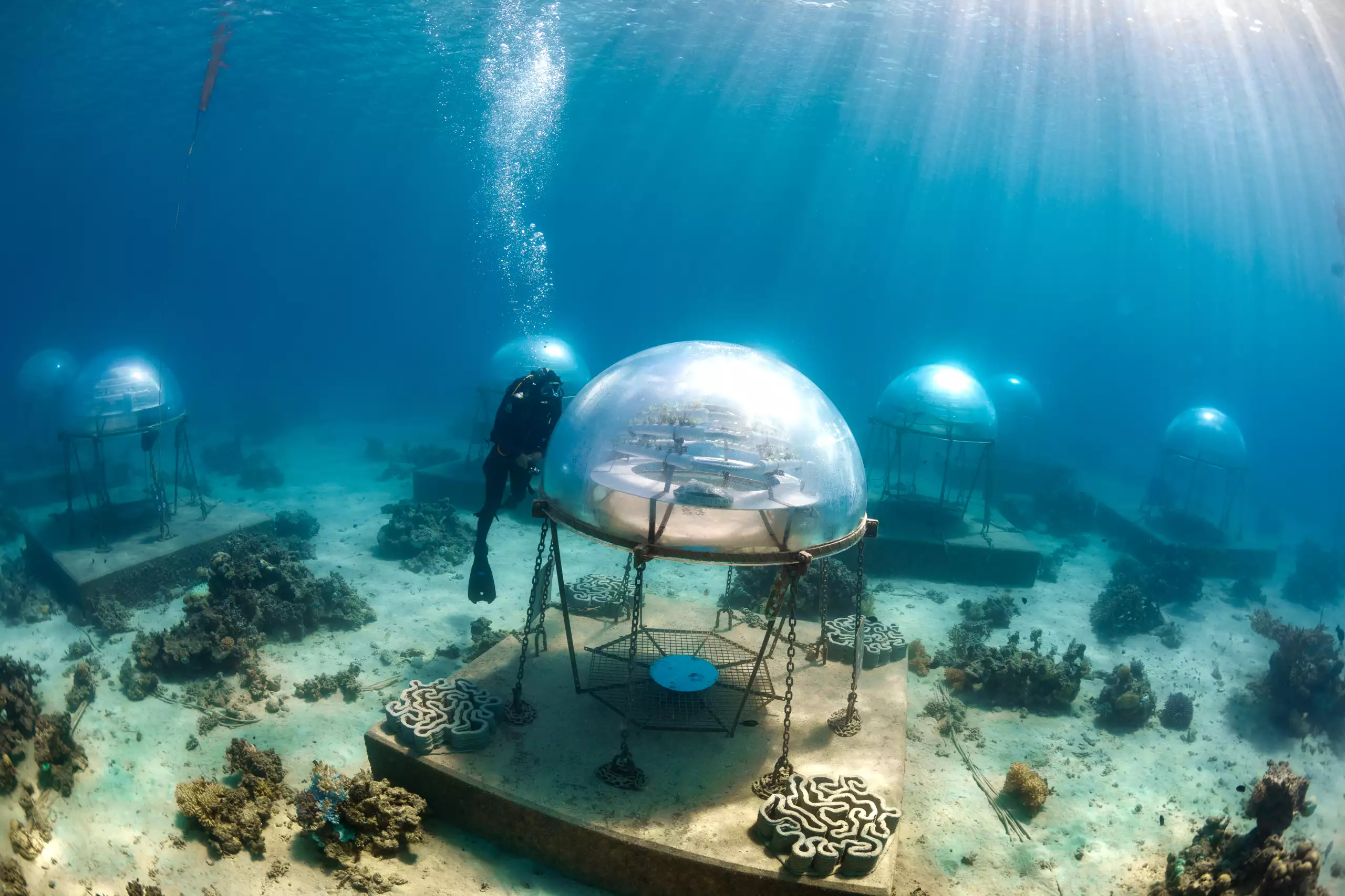 Diver staring at an underwater greenhouse
