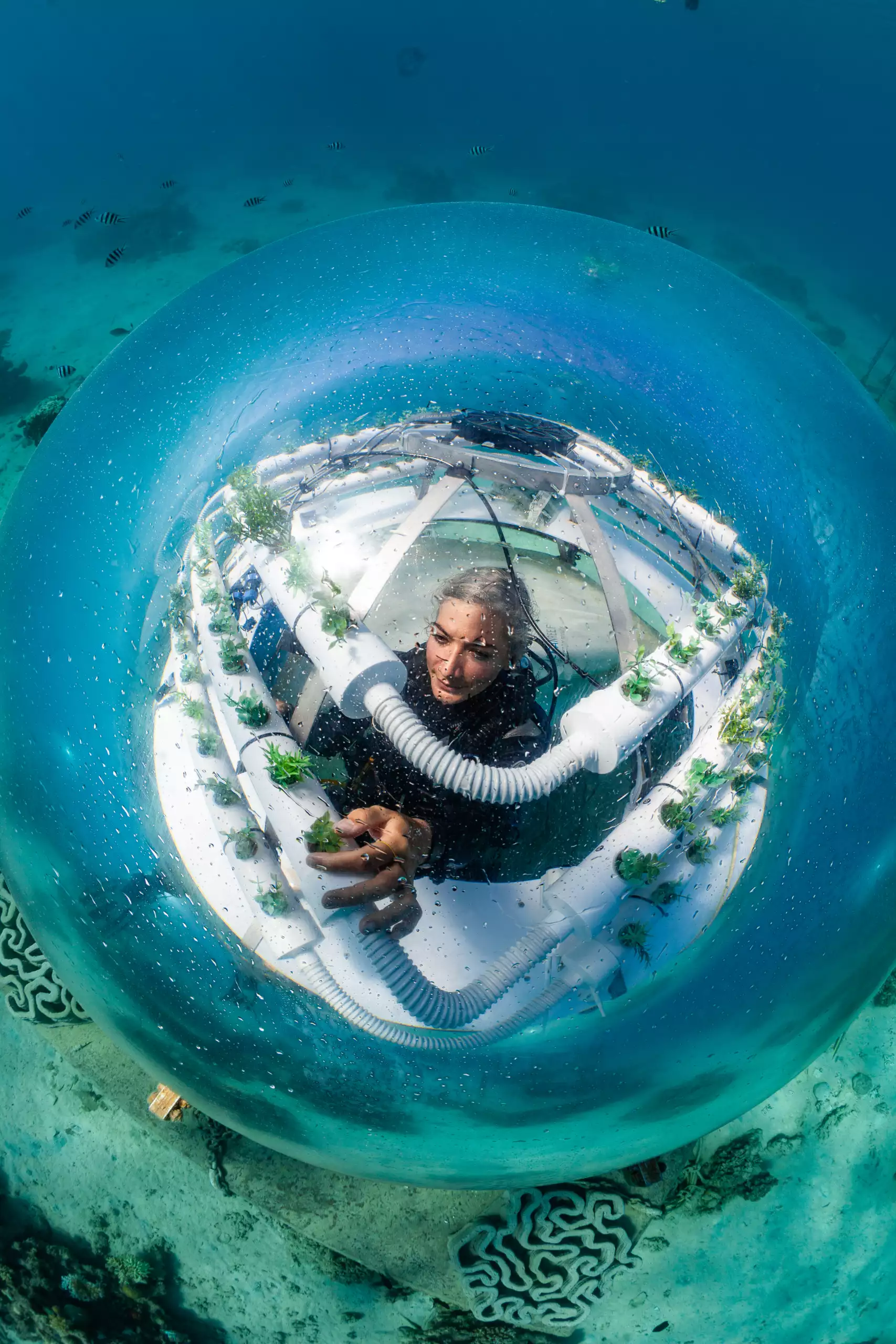 Underwater farmer working inside a biosphere 