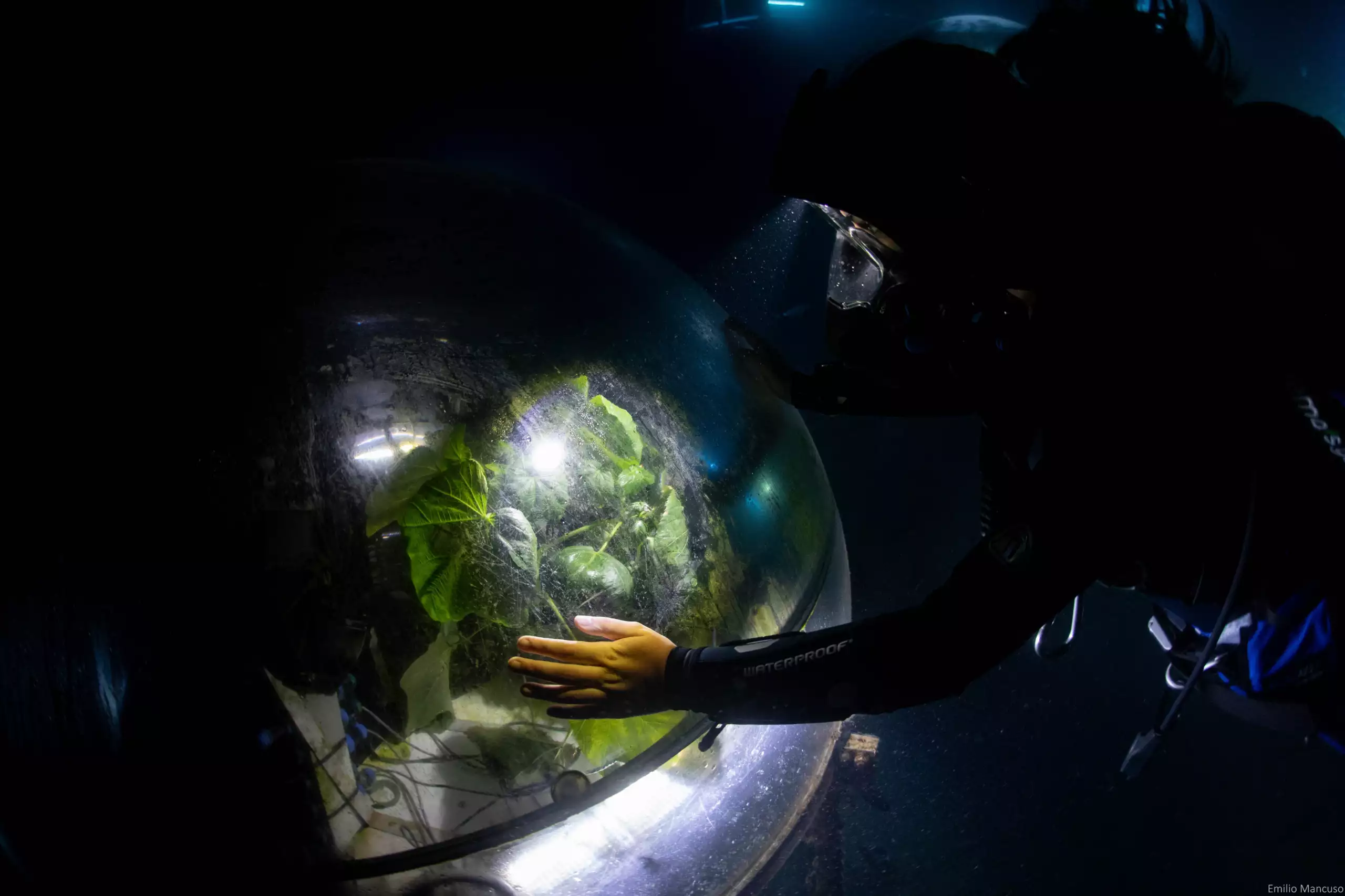 Underwater farmer looking at plants growing inside biospheres.